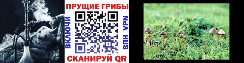 Псилоцибиновые грибы GOLDEN TEACHER  Александровское 